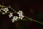 Summer spurge